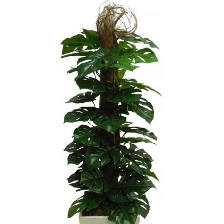 Arvore Tronco Natural Costela de Adão