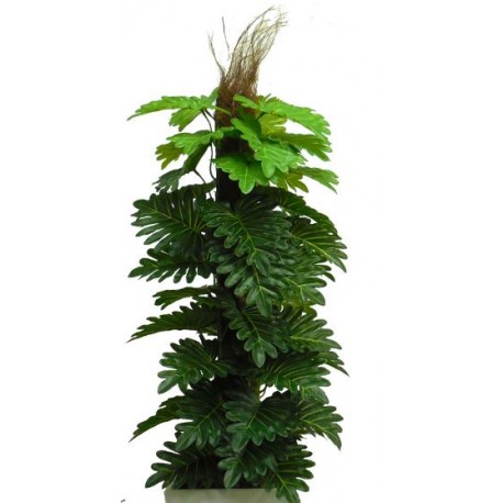 Árvore Tronco Natural Guaimbê