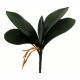 Folha Orquídea c/ Raiz X5