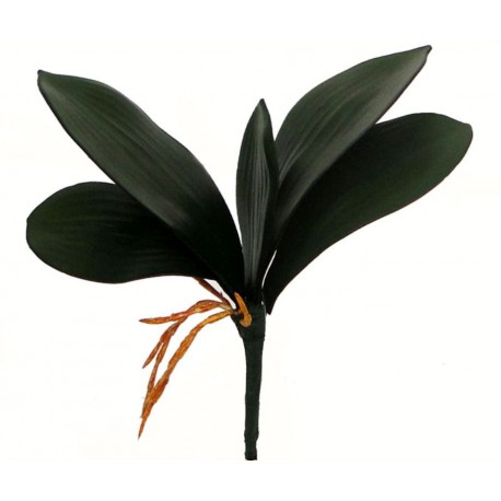 Folha Orquídea c/ Raiz X5