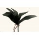 Folha Orquídea c/ Raiz X5