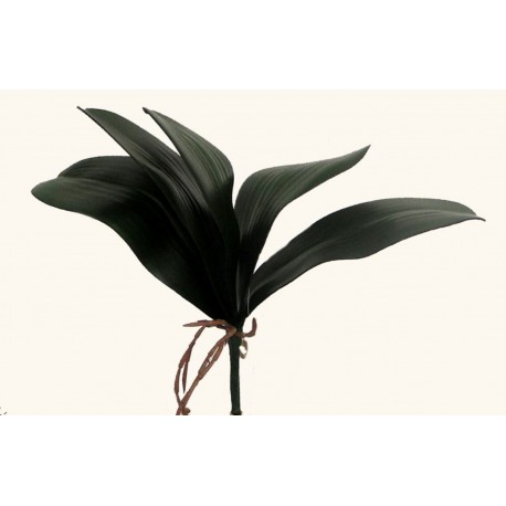 Folha Orquídea c/ Raiz X5