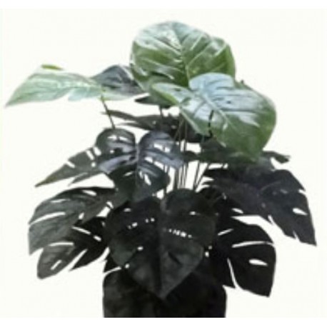Folhagem Tropical Costela de Adão