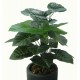 Folhagem Tropical Filodendro