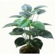 Folhagem tropical Jibóia