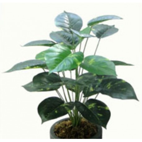 Folhagem tropical Jibóia
