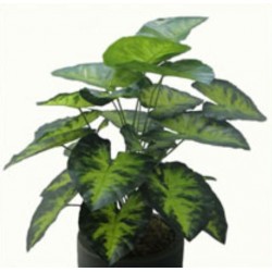 Folhagem Tropical Comigo Ninguém Pode
