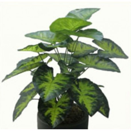 Folhagem Tropical Comigo Ninguém Pode